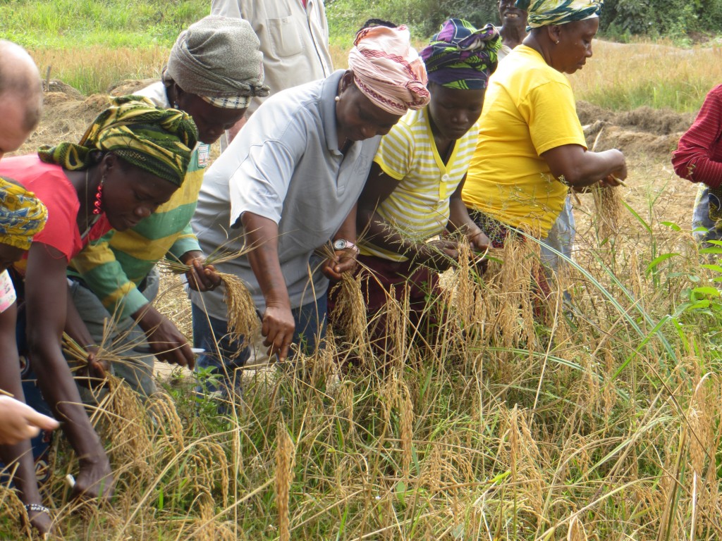 Rice harvest