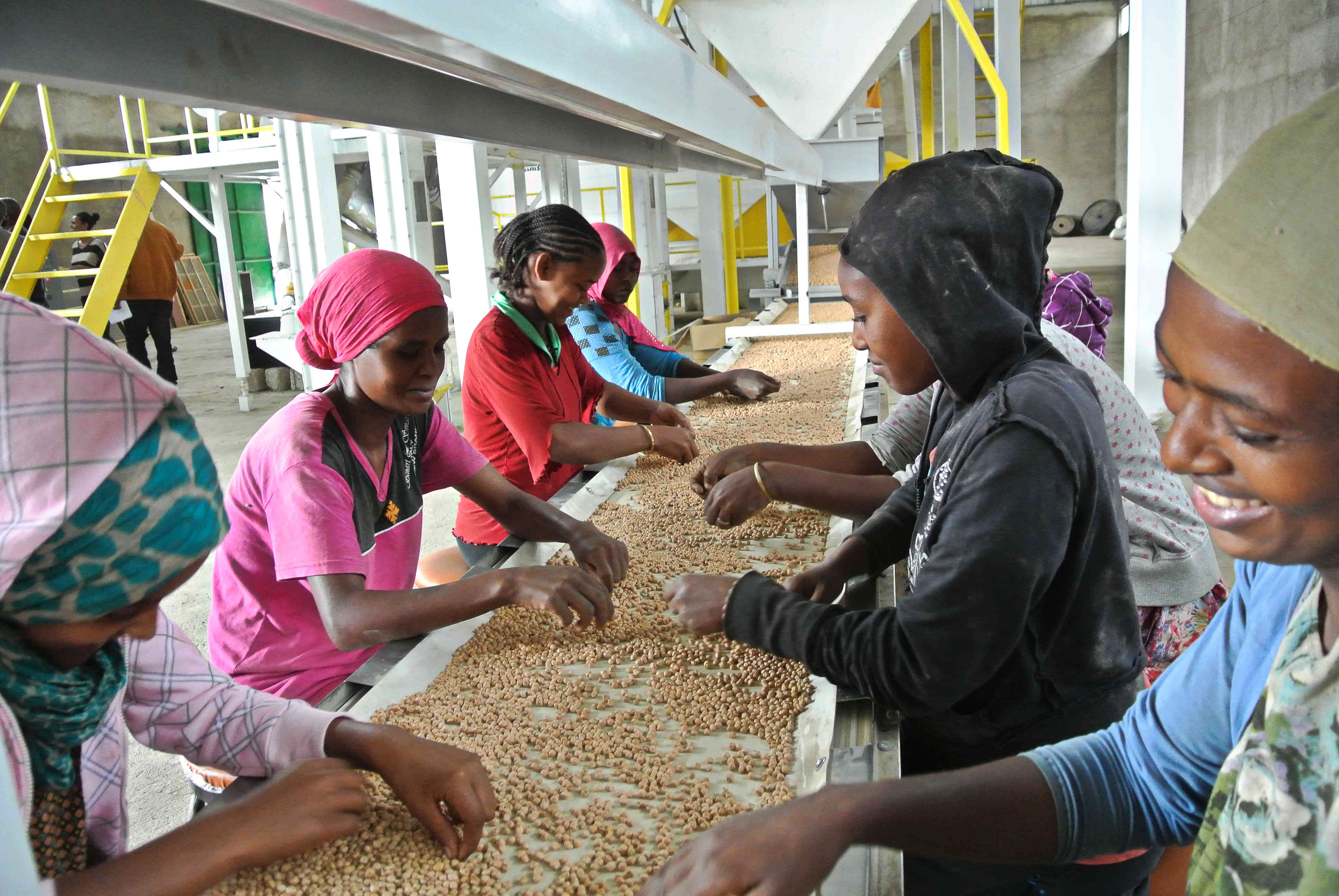 Africa’s Top Chickpea Producer Brings First Industrial Processing Machine Online in 2015
