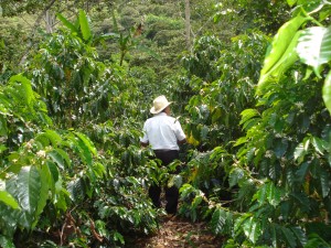 A coffee farm.