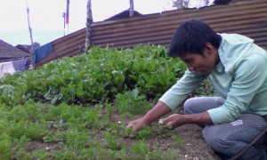 In a family foood garden, Chajul