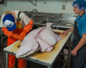 Pete and Dylan break down a 100-plus pound halibut.