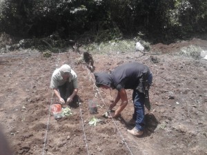 Planting a family food garden