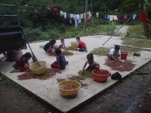 Shelling coffee beans by hand.