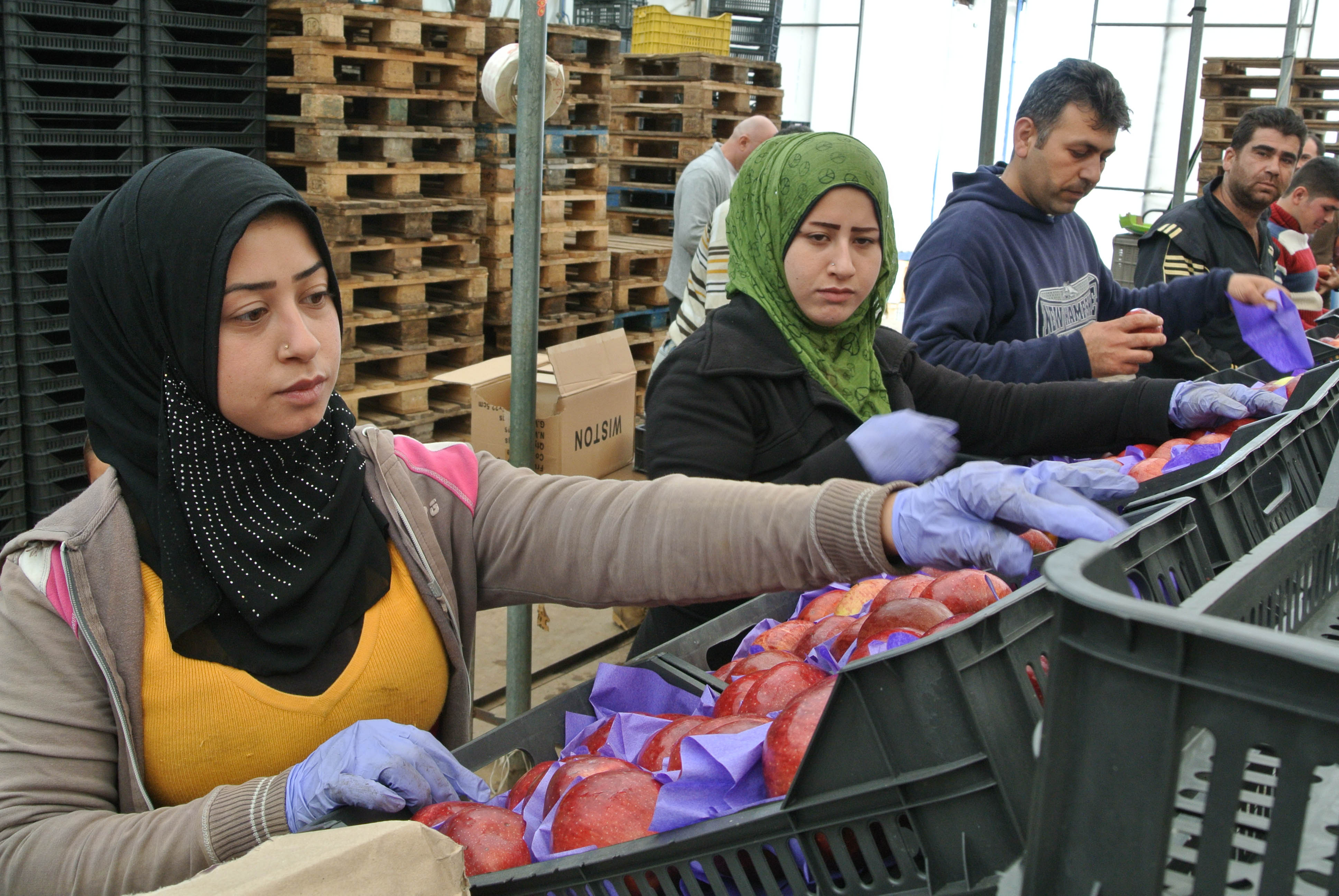 The Apple of Lebanon’s Eye