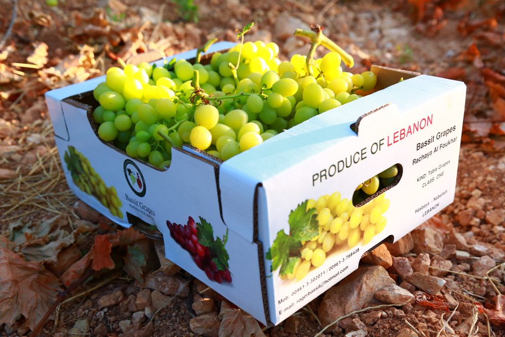 The majority of Lebanon’s grapes are table grapes, and the sector provides a livelihood for 20,000 households.
