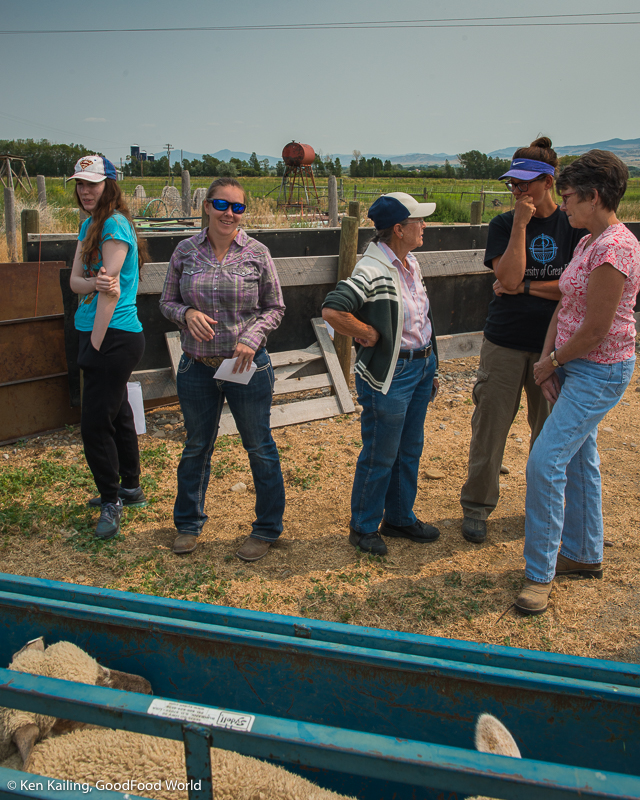 It takes a community to raise healthy sheep!