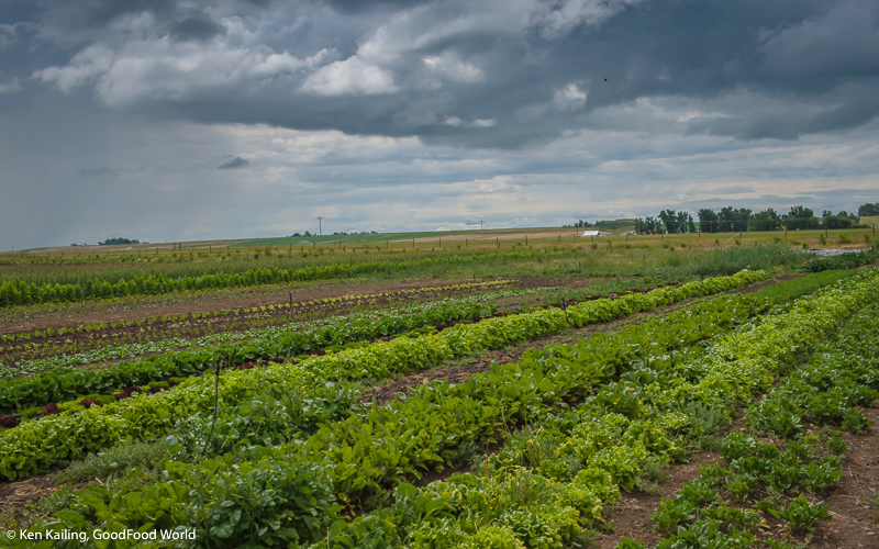 Eating in Montana: Healthful Food or Junk Food?