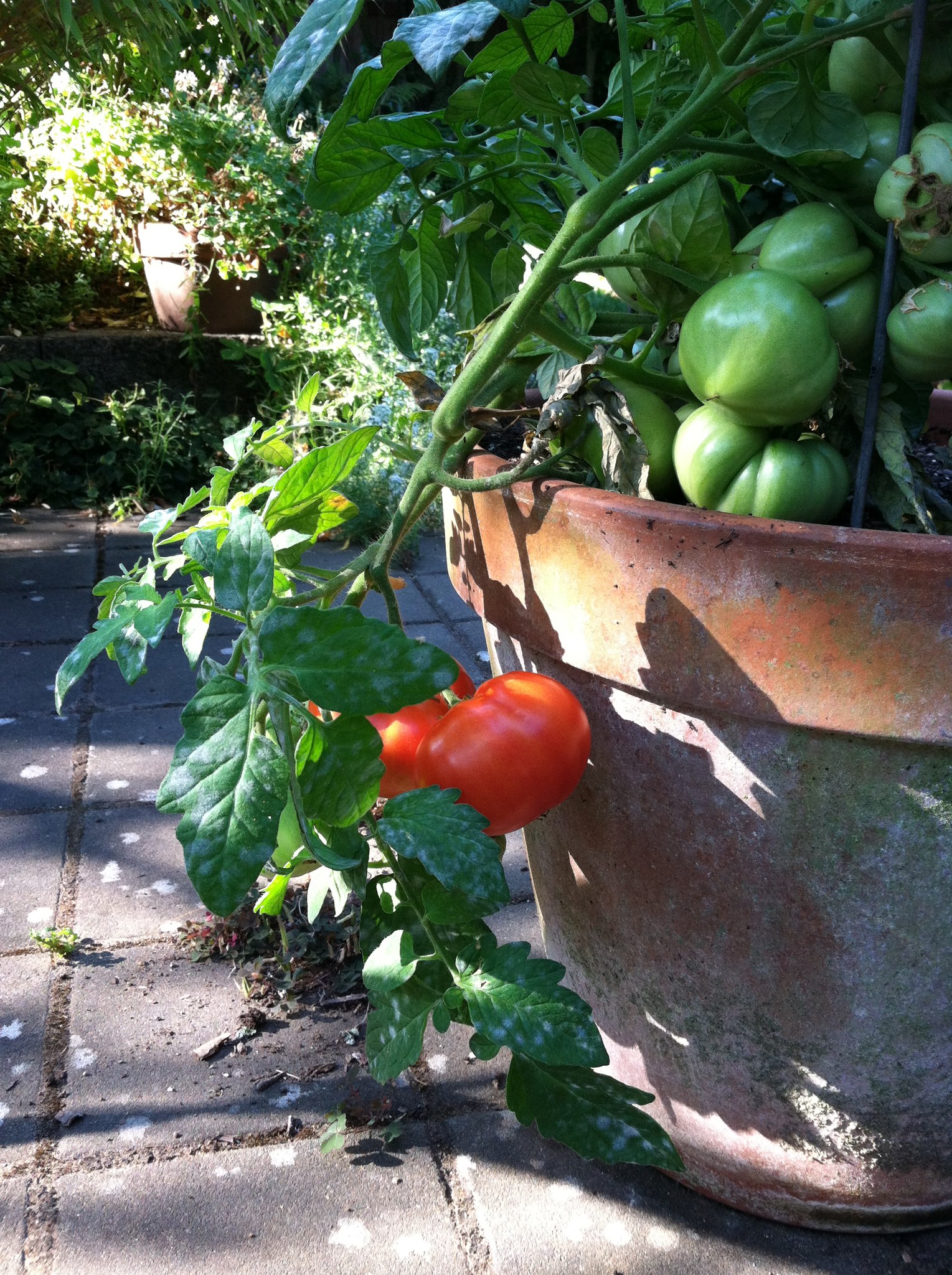 Good food in the time of climate change…