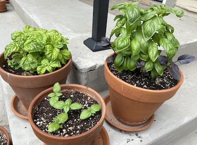 Basil, the Great Leveler: Gardening, Deconstructed